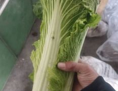 玉田大白菜。秋绿，北京三号，黄心大量供应