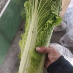 玉田大白菜。秋绿，北京三号，黄心大量供应