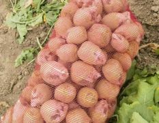 周口淮阳产区芥菜头大量上市 上货量大 产
