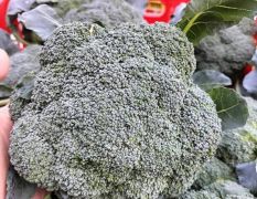 西兰花，耐寒优秀，炎秀