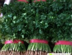 山东聊城铁杆青中叶香菜储存库预定中！