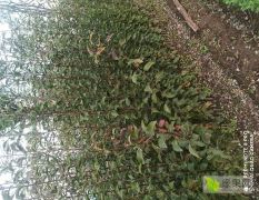 大量出售庄河红肖梨树苗