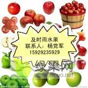 红富士苹果，纸加膜红富士苹果，陕西纸加膜红富士