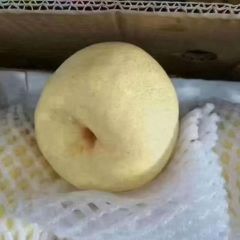 陕西砀山酥梨产地