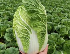 锦州凌海黄心白菜 大量现货支持各种包装