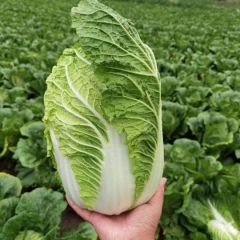 锦州凌海黄心白菜 大量现货支持各种包装
