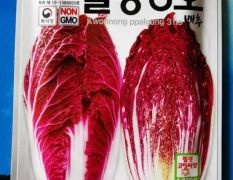 韩国紫白菜种子
