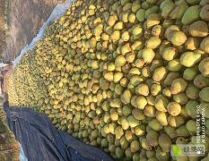 辽宁庄河自己家果园种植的贵妃梨，数量5万斤左