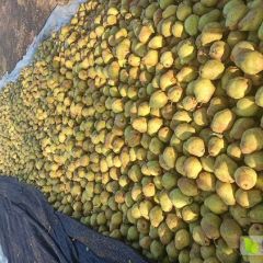 辽宁庄河自己家果园种植的贵妃梨，数量5万斤左