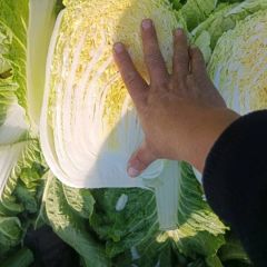 应季大白菜。秋宝系列等。