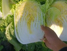 韩国黄心大白菜。大量上市中。