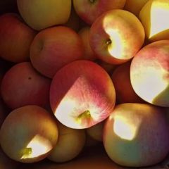 绥中精品寒富，都是大果