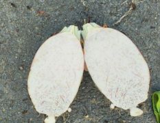 临武双溪陈助强9月临武香芋、粉芋、榔芋