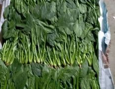 专做无根菠菜，也就是菠菜叶子，学校专供，代发全国，