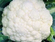 大量供应白面青梗有机花菜