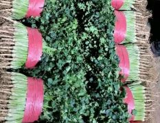 大量供应中叶香菜