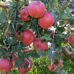 汁多味甜的丑苹果