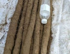 精品优质小白嘴白山药基地供应