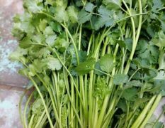 冬贮香菜存放