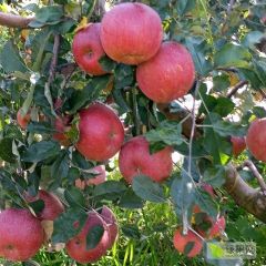 汁多味甜的丑苹果