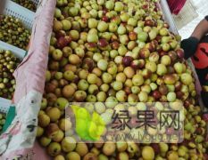 沾化冬枣，诚招客商，代收代存