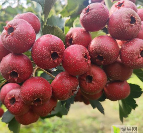 2024年山西绛县大金星价格