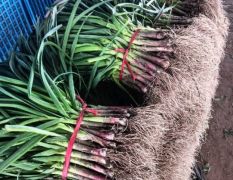 冷棚蒜苗开始陆续大量上市