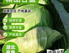 湖北嘉鱼甘蓝，绿甘蓝 思特丹 楚禾 13797234315