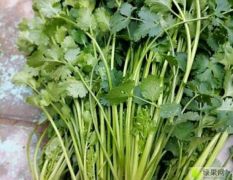 聊城冬储香菜大量上市