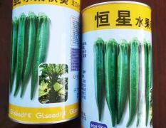 恒星水果秋葵种子