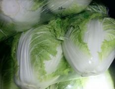 大量供應(yīng)圓白菜