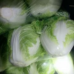 大量供应圆白菜