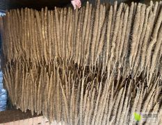 小白嘴白山药大量上市了