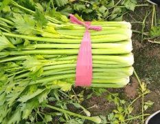 精品芹菜中棵芹菜小棵芹菜