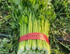 芹菜精品中棵小棵
