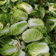 山东泰安肥城黄心菜，北京三号菜