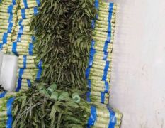 我地大棚莴笋大量上市中