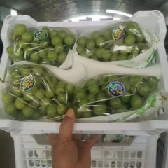 阳光玫瑰产地，陕西阳光玫瑰基地，大荔阳光玫瑰葡萄