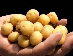 土豆种，原种，成品土豆