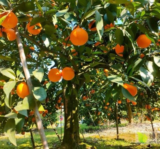 2024年重庆奉节纽荷尔脐橙价格