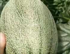 云南勐腊哈密瓜