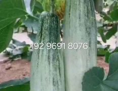 云南羊角蜜甜瓜
