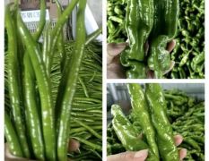 螺丝椒，黄皮椒，泡椒，线椒直供产地