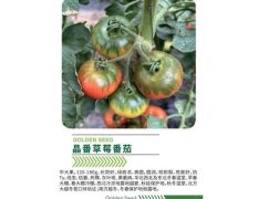 晶番草莓番茄，绿肩浓，高圆，圆润，较耐裂，亮度好