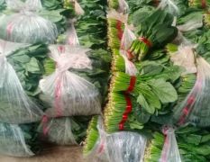供应大叶菠菜品质好，价格便宜，供应市场