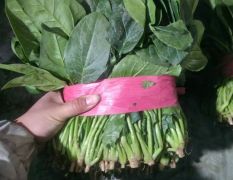 山东聊城菠菜大量上市，叶片绿，无斑点，