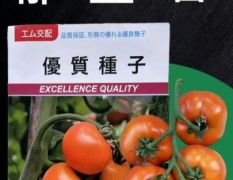 郁金香高口感番茄酸酸甜甜，细腻多汁，香气四溢