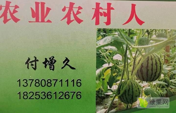 糖丸西瓜价格