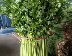 大量供应小芹菜