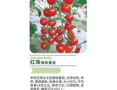 红珠樱桃番茄红色亮丽，糖度高达10度左右，香味浓
